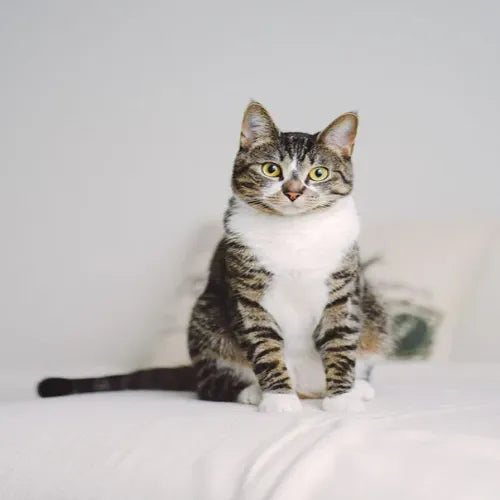 Importance of Reading Labels on Pet Grooming Products