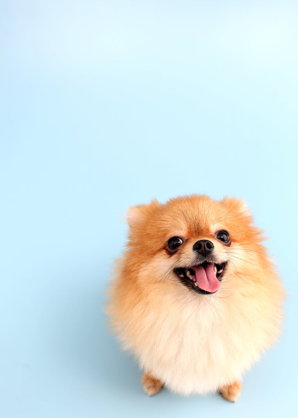 inoom-blogs-inoom-vegan-pet-grooming-korea